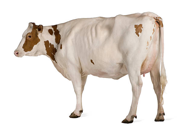 Side view of Ayrshire cow, 4 years old, standing. Ayrshire cow, 4 years old, standing against white background. ayrshire cattle photos stock pictures, royalty-free photos & images