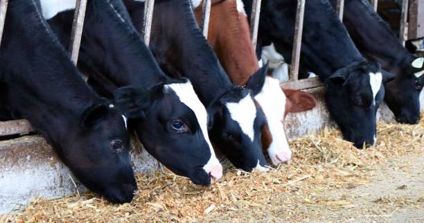 istock Hungry Holstein Calves Eating 1049003480