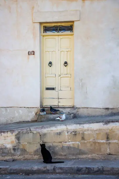 Photo of Black cat watching three pigeons in front of a house in Birgu, Malta