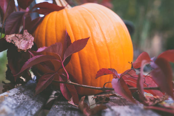 istock Pumpkin as a symbol of autumn 1049003746