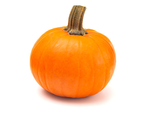 A Perfect Pumpkin For Making into a Pie