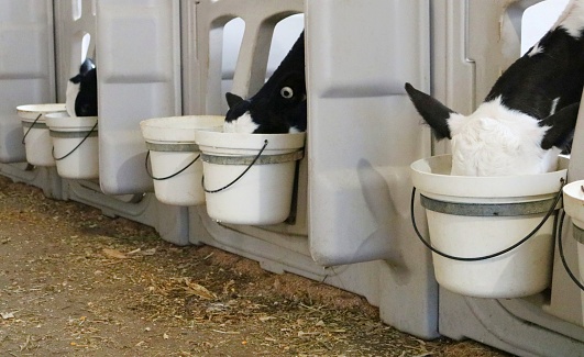 Young Holstein calves in individual calf suites drinking milk from a pail in the barn