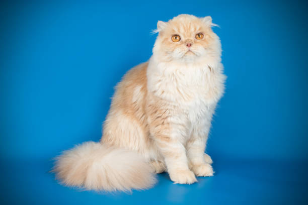 istock scottish straight longhair cat on colored backgrounds 1049012684