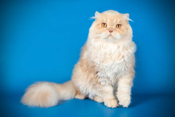 istock scottish straight longhair cat on colored backgrounds 1049012692