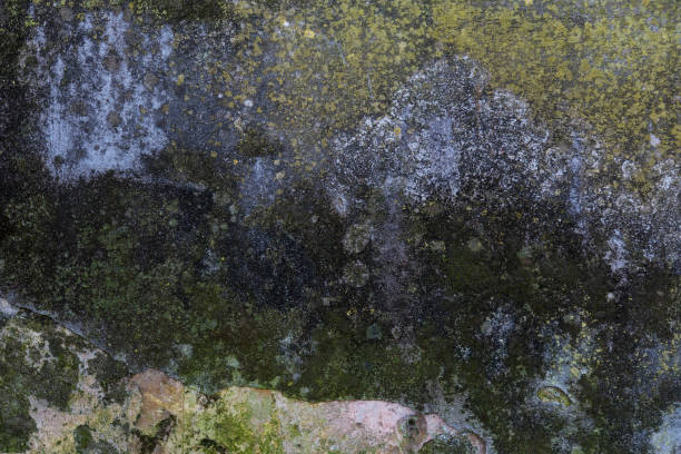 istock Mildewed wall background. Old wall with peeled stucco covered by moss and mould 1049012750