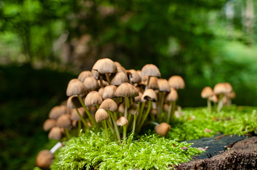 Group of brown mushrooms and moss on rotten tree stump in forest. Selective focus