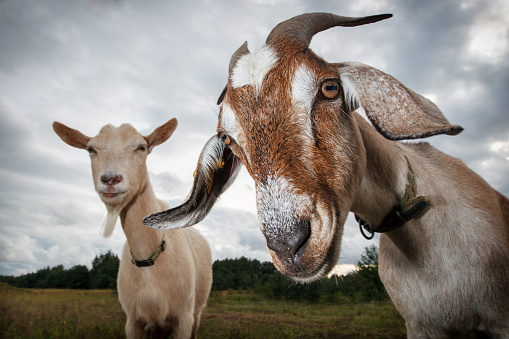 Domestic milk goats grazing on green farm pasture