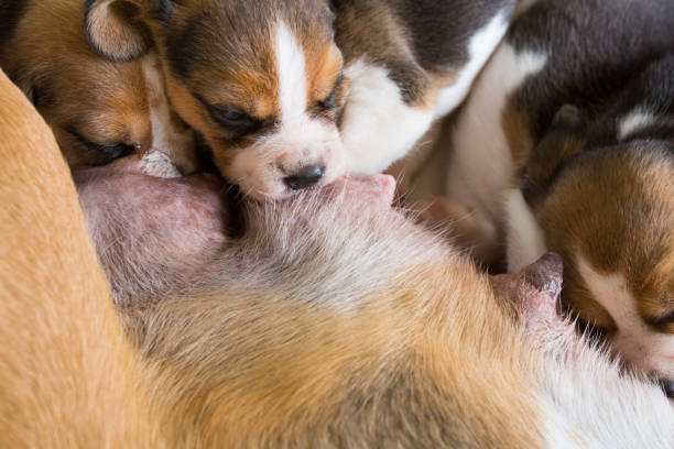 istock Cute puppies drinking mommy's milk. 1049025044