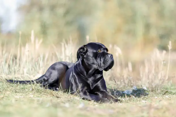 Black Cane Corso dog lying on the field