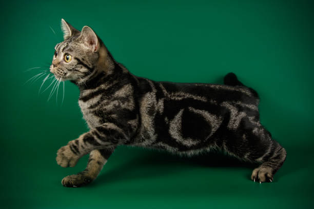 istock American shorthair cat on colored backgrounds 1049026282