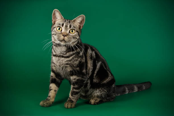 istock American shorthair cat on colored backgrounds 1049026292