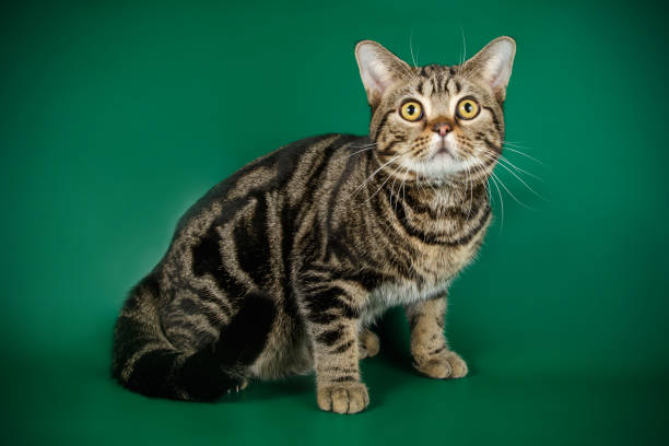 istock American shorthair cat on colored backgrounds 1049026296