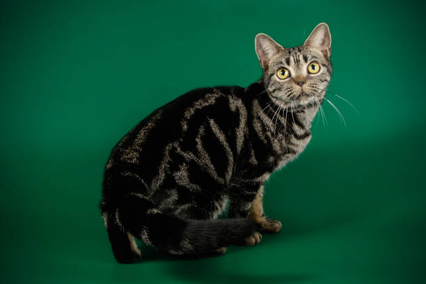 istock American shorthair cat on colored backgrounds 1049026298