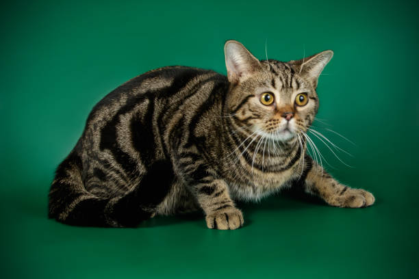 istock American shorthair cat on colored backgrounds 1049026302