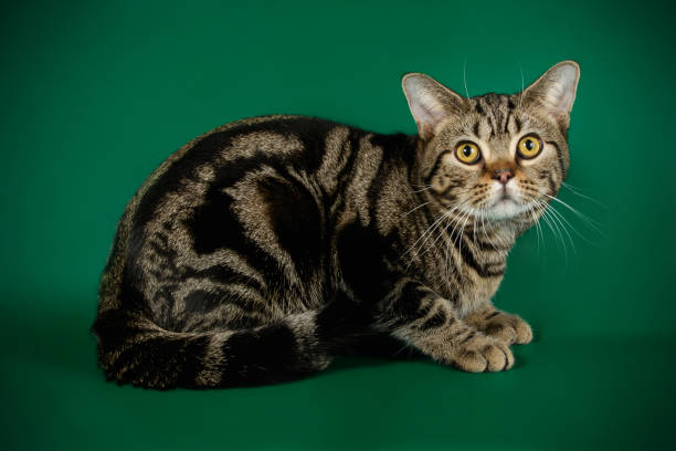 istock American shorthair cat on colored backgrounds 1049026314