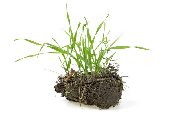 istock Grass, soil and grass isolated on white background. Gardening. 1049026396