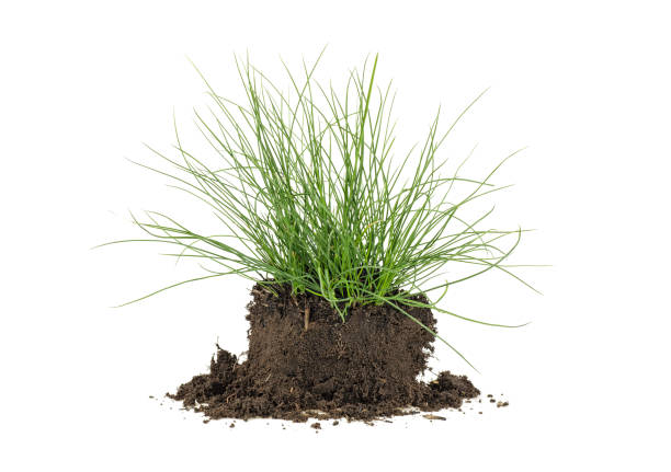 istock Green grass with earth crosscut isolated on white background 1049026400