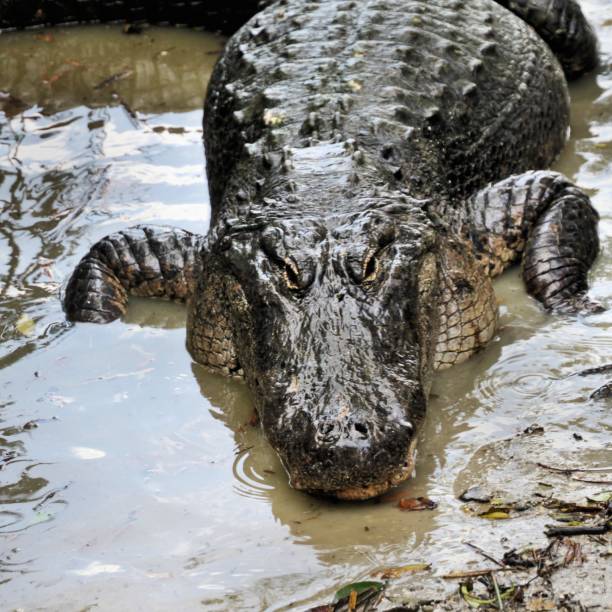 istock A view of an Alligator in Florida 1049026500