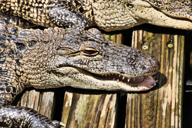 A view of an Alligator in Florida