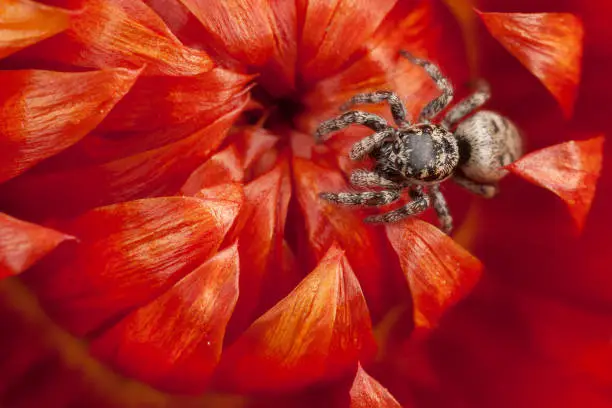 Jumping spider on the red dry flower
