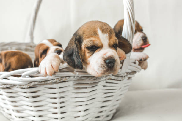 istock Five cute puppies in basket. 1049026566