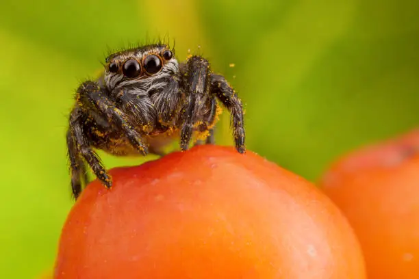 Jumping spider sticked with yellow pollen sitting on the orange ashberry