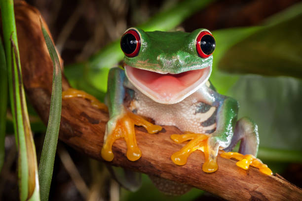 Red-eyed tree frog smile Red-eyed tree frog sitting on the branch and smiling humidity photos stock pictures, royalty-free photos & images