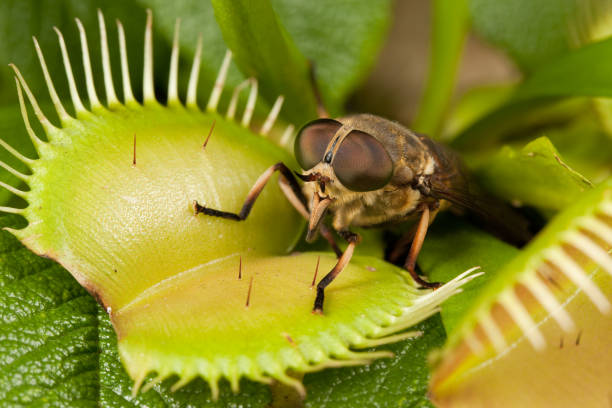 Horse fly and fly trap Horse fly and open venus flytrap horse fly photos stock pictures, royalty-free photos & images