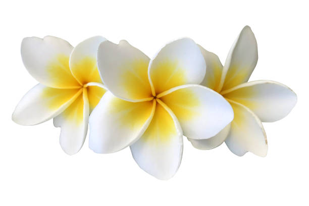 Frangipani plumeria kwiaty – zdjęcie