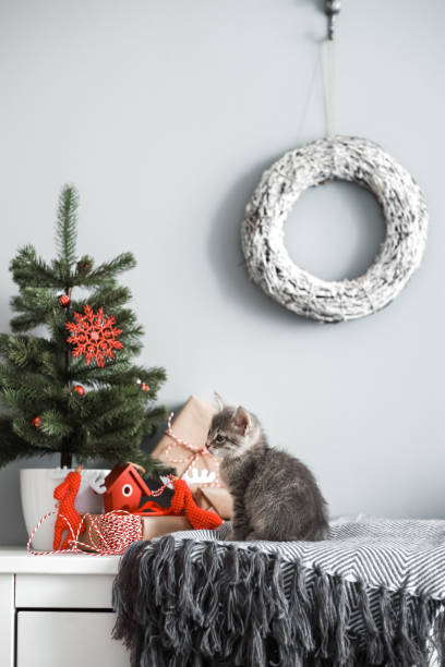 istock Cute kitten in a Christmas decoration in red 1049029776