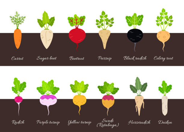 ilustrações de stock, clip art, desenhos animados e ícones de collection of various growing root vegetables - rutabaga