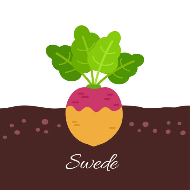 ilustrações de stock, clip art, desenhos animados e ícones de swede icon with title - rutabaga