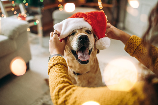 Photo of teenager girl with his dog is having fun during Christmas holidays