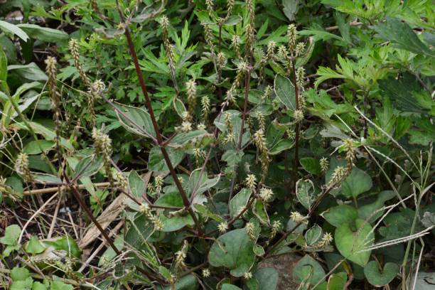 istock Achyranthes fauriei 1049032342