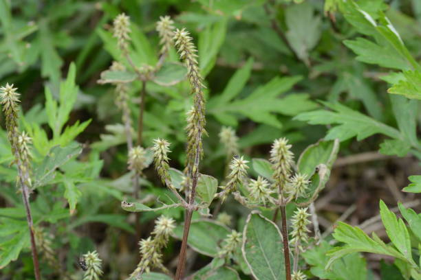 istock Achyranthes fauriei 1049032374