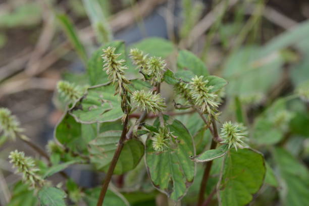 istock Achyranthes fauriei 1049032384