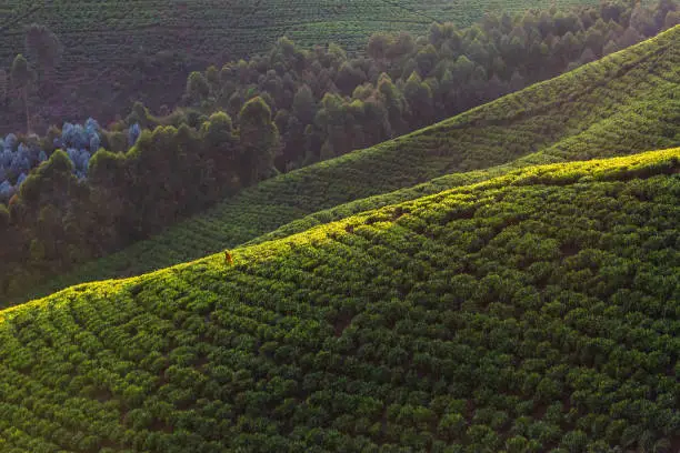 Morning in the teafields near Gisakura, Rwanda.