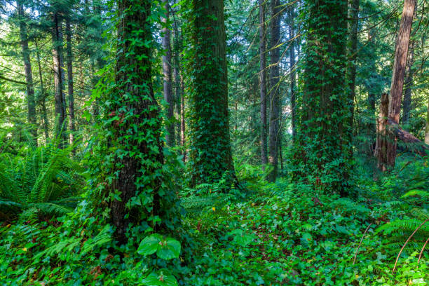 istock Forest of trees 1049040386