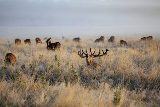 istock A male Red deer bellowing at dawn 1049043396