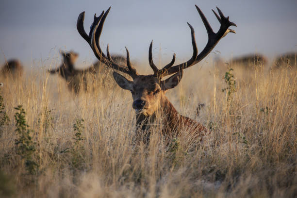istock A male Red deer at dawn during the rut 1049043502