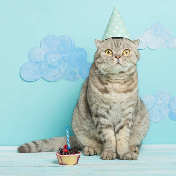 istock birthday cat, congratulations on the holiday 1049044026