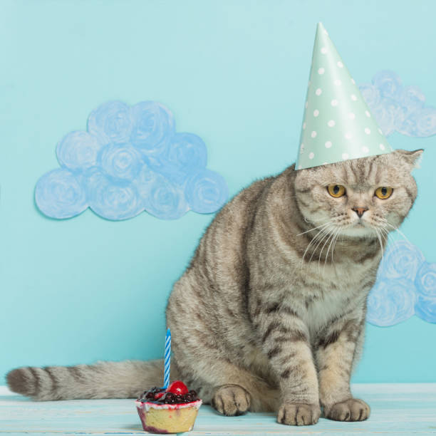 istock birthday cat, congratulations on the holiday, with an empty space for congratulations 1049044130