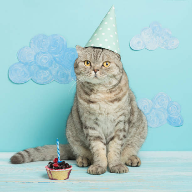 istock birthday cat, congratulations on the holiday 1049044268