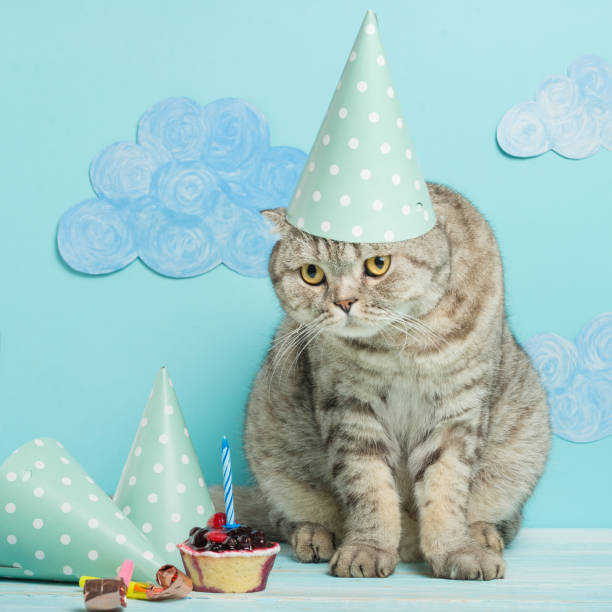 istock congratulations on the day a birth from a cat in a cap on a blue background 1049046564