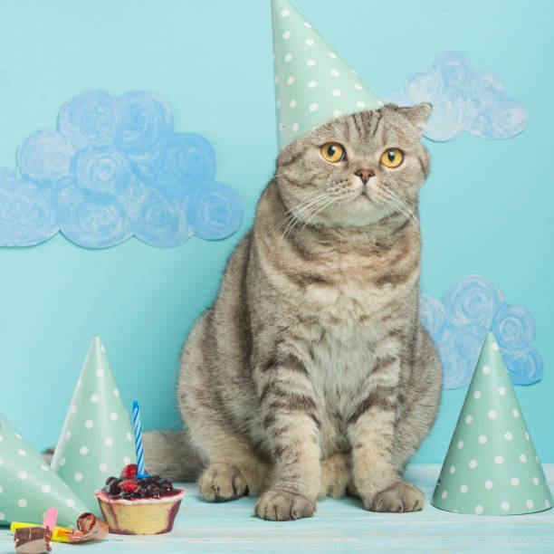 istock birthday cat, congratulations on the holiday, with an empty space for congratulations 1049046962