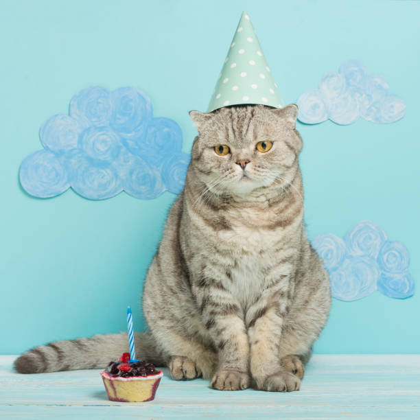 istock birthday cat, congratulations on the holiday 1049047094