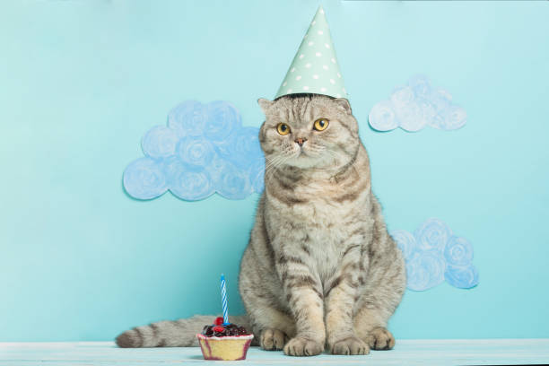 istock birthday greetings from a cat 1049047226