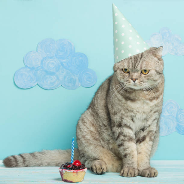 istock congratulations on the day a birth from a cat in a cap on a blue background 1049047298
