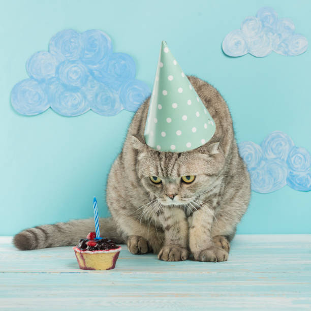 istock birthday greetings from a cat 1049047392