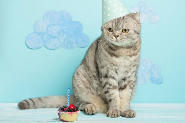 istock birthday cat, congratulations on the holiday 1049047730
